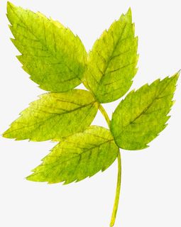 水彩叶子免抠