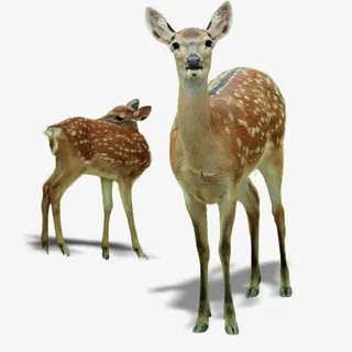 两只鹿简图免抠
