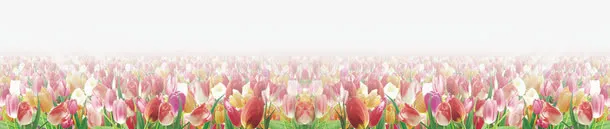 郁金香花丛免抠