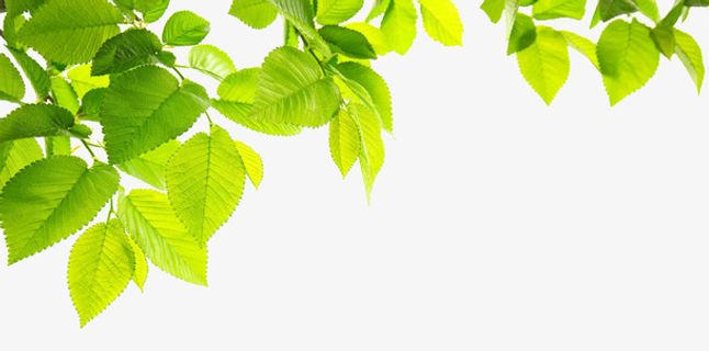 春天绿色的嫩叶0免抠动植物植物元素