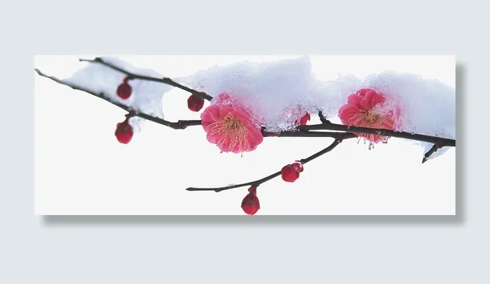 带雪树枝 梅花免抠