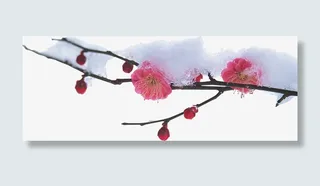 带雪树枝 梅花免抠