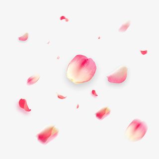 手绘飘落花瓣桃花装饰花瓣漂浮免抠素材免抠
