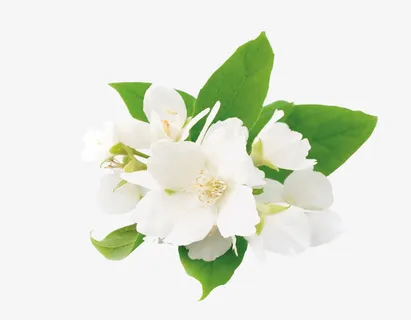 夏日植物绿叶白花免抠