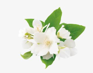 夏日植物绿叶白花免抠