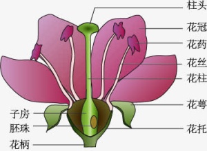 桃花的结构免抠