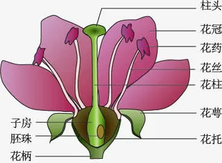 桃花的结构免抠