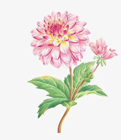 手绘花卉免抠