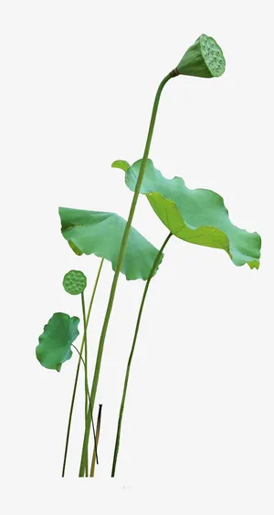 卡通绿色的荷叶莲子心免抠