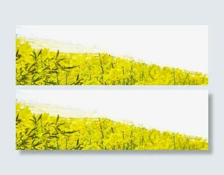 油菜花植物嫩芽惊蛰banner免抠