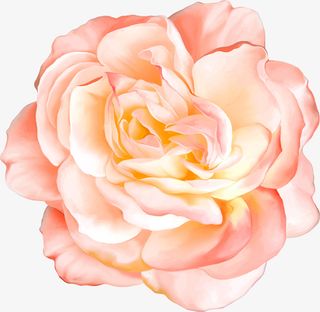 手绘粉色花朵免抠