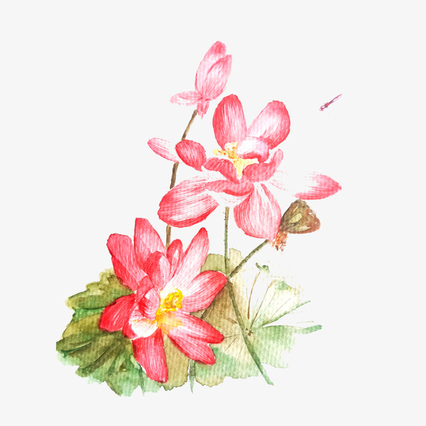 荷花粉色桃色唯美免抠