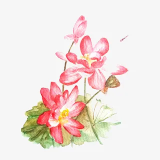 荷花粉色桃色唯美免抠