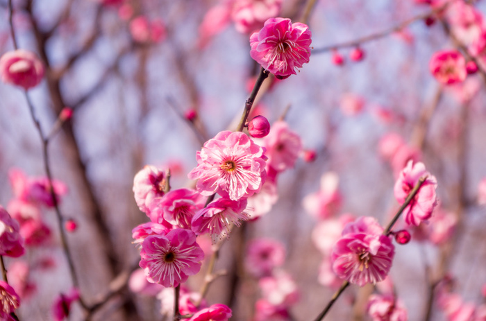 春来花开满园高清