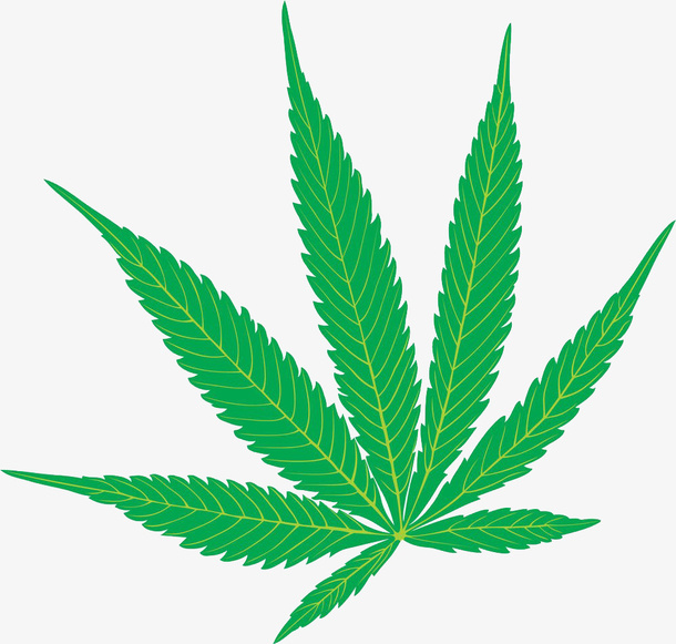 大麻叶子插画免抠