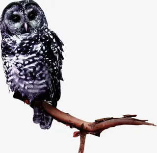 站在树枝上的猫头鹰免抠
