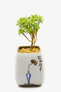 花开待人来花盆绿植免抠