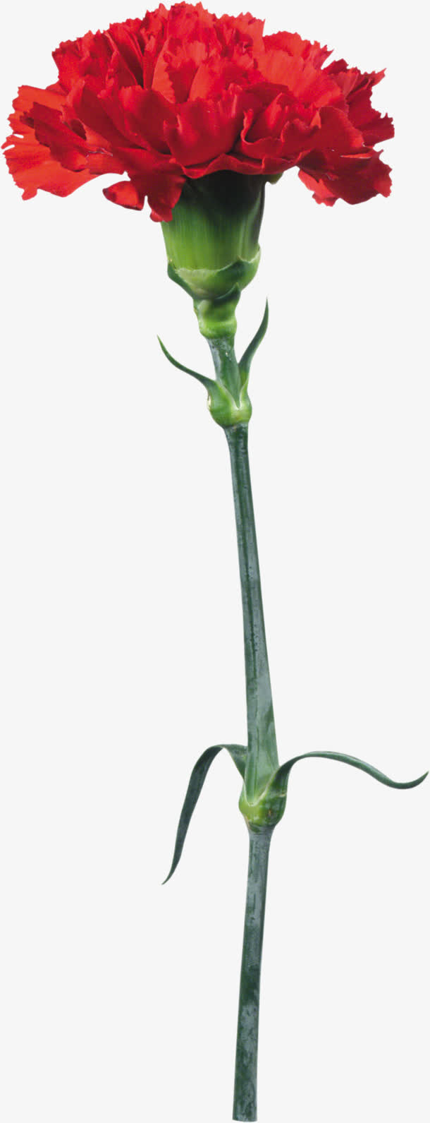 红色花束免抠