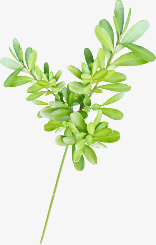 绿色黄杨免抠
