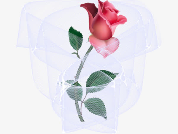 玫瑰花包装免抠