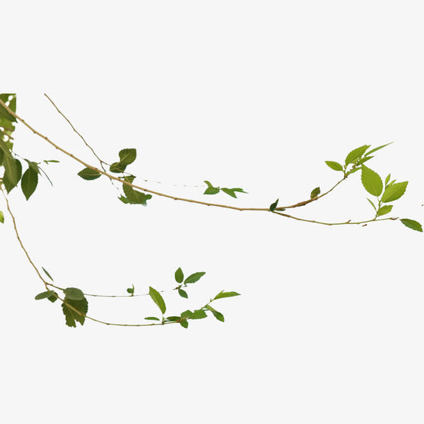 现代简约绿色树枝免抠