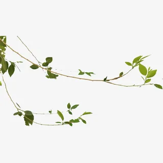 现代简约绿色树枝免抠