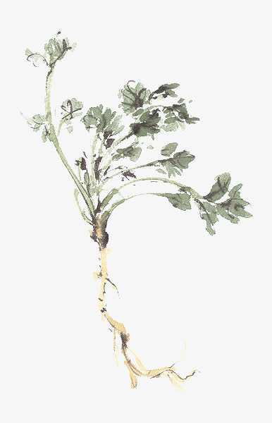香菜免抠