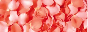玫瑰花瓣高清