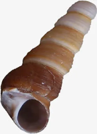 卡通夏日沙滩海螺免抠