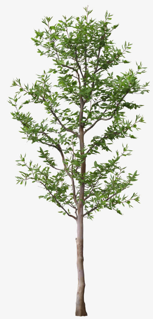 立面树春天免抠