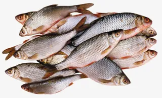 食材福寿鱼免抠