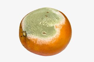 发霉的柑橘免抠