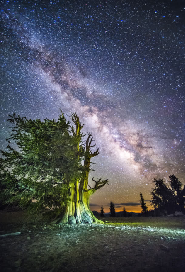 繁星夜空宇宙树木免抠背景H5背景元素