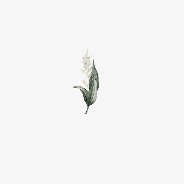 绿叶白花手绘水墨风格花草免抠
