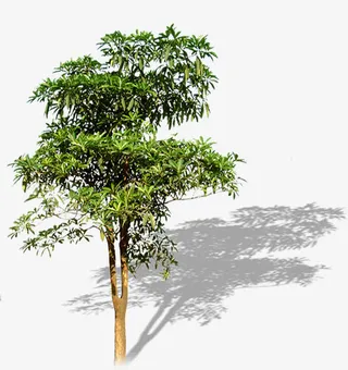 别墅美景效果树影免抠