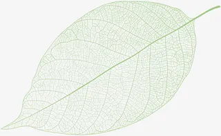 一片绿色的树叶植物免抠