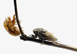 树枝上的蝉免抠