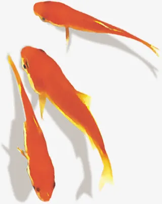 红色游鱼毛笔字鲤鱼免抠