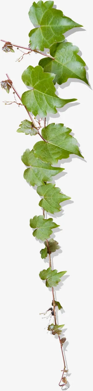 树叶春天美景植物免抠