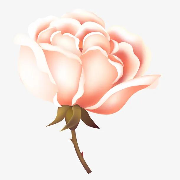 花朵 png 透 明 素材 免扣免抠