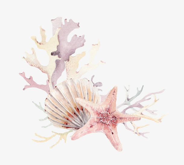 海星贝壳珊瑚免抠