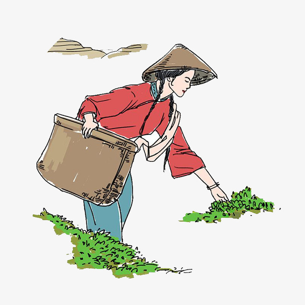 采茶女采摘茶叶手绘彩绘图案免抠