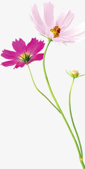 春天粉色郊外花朵免抠