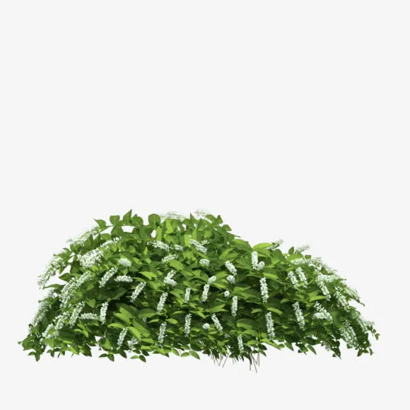 白色花朵绿色叶子png素材免抠