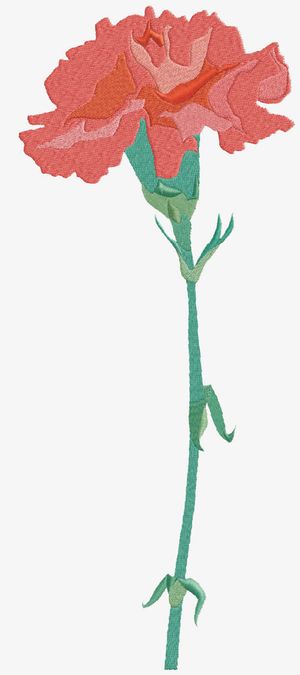 母亲节 康乃馨免抠