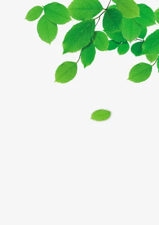 树叶免抠