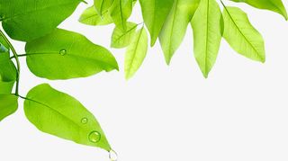 嫩绿卡通春天树叶免抠