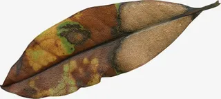 枯萎的叶子免抠