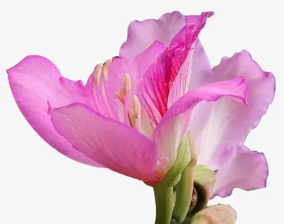 紫金花植物免抠