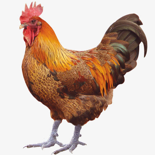 漂亮的公鸡免抠